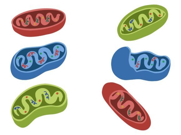 Mitochondria Cell Anatomy Illustration: A Designer's Guide