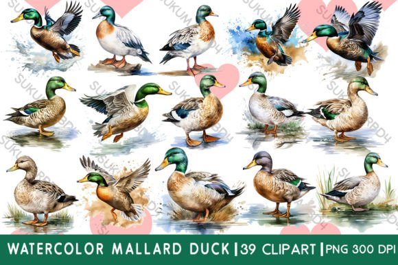 Watercolor Mallard Duck Clipart: A Versatile Design Asset